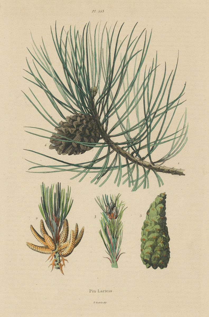 TREES. Pin Laricio. Pinus nigra var. corsicana (Corsican Black Pine) 1833